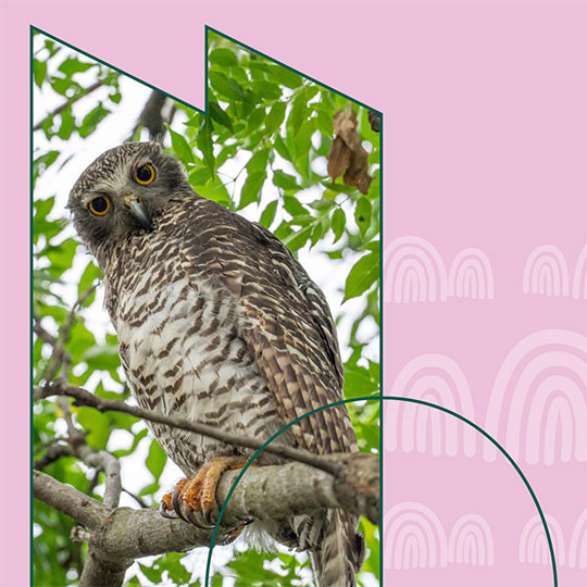 The artwork for the cover page of a document, prominently featuring a photograph of a powerful owl perched on a tree branch.